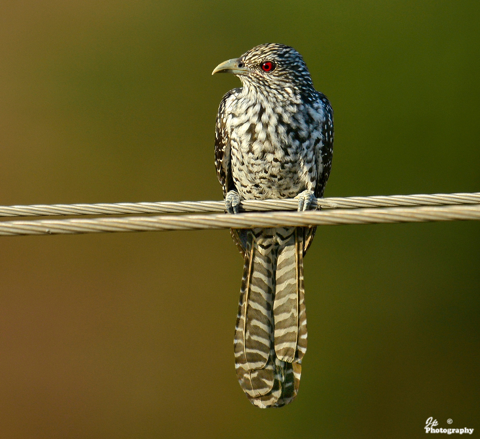 Asian Koel