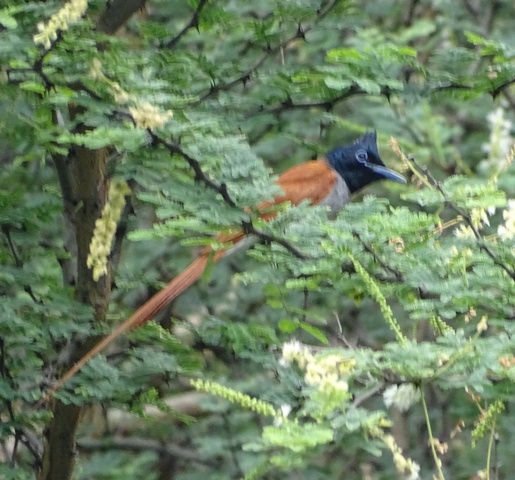 Asian-paradise flycatcher Male