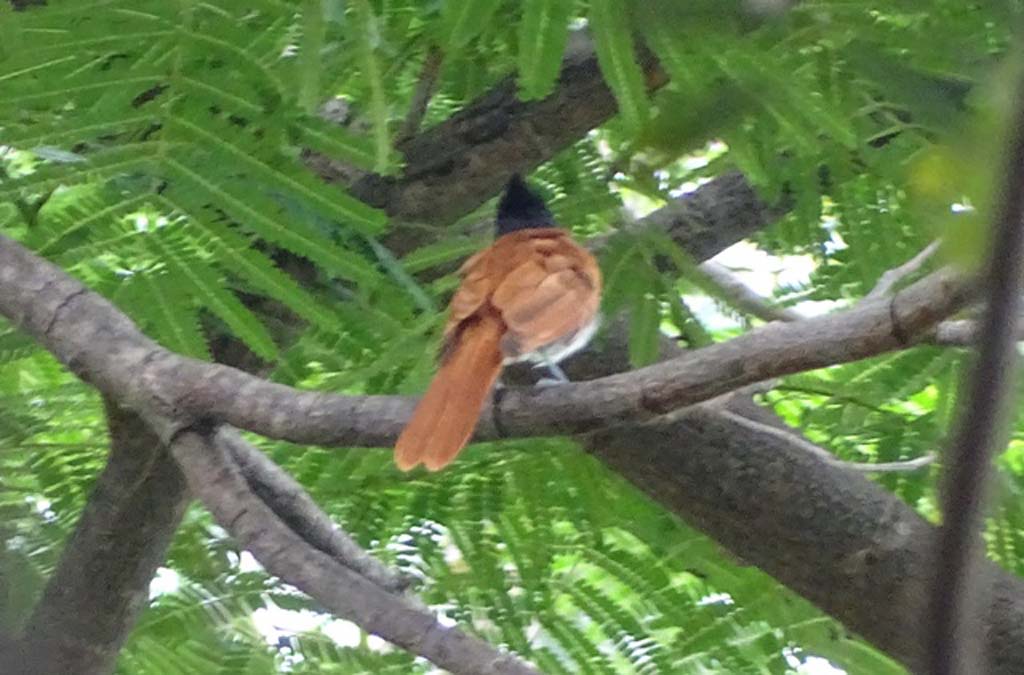 Asian-paradise flycatcher
