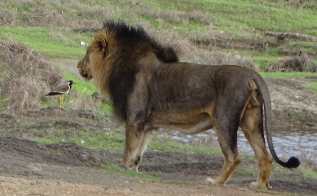 Asiatic Lion Male--- Pride of Gujarat