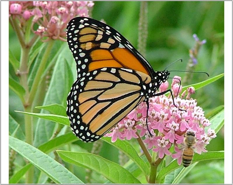 At the Milkweed Bar