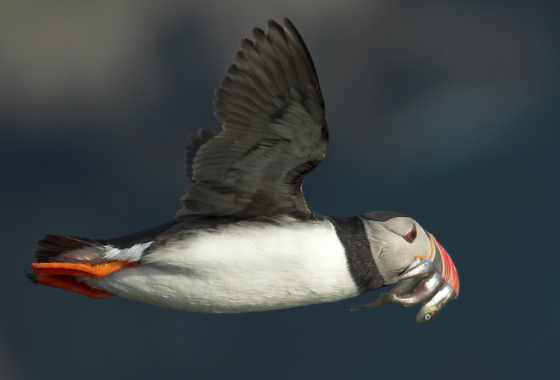 Atlantic puffin with fish