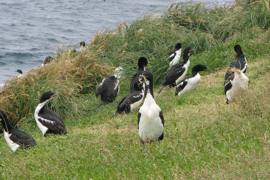 Auckland Islands Shag