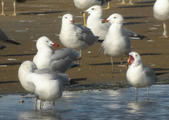 Audouins Gull