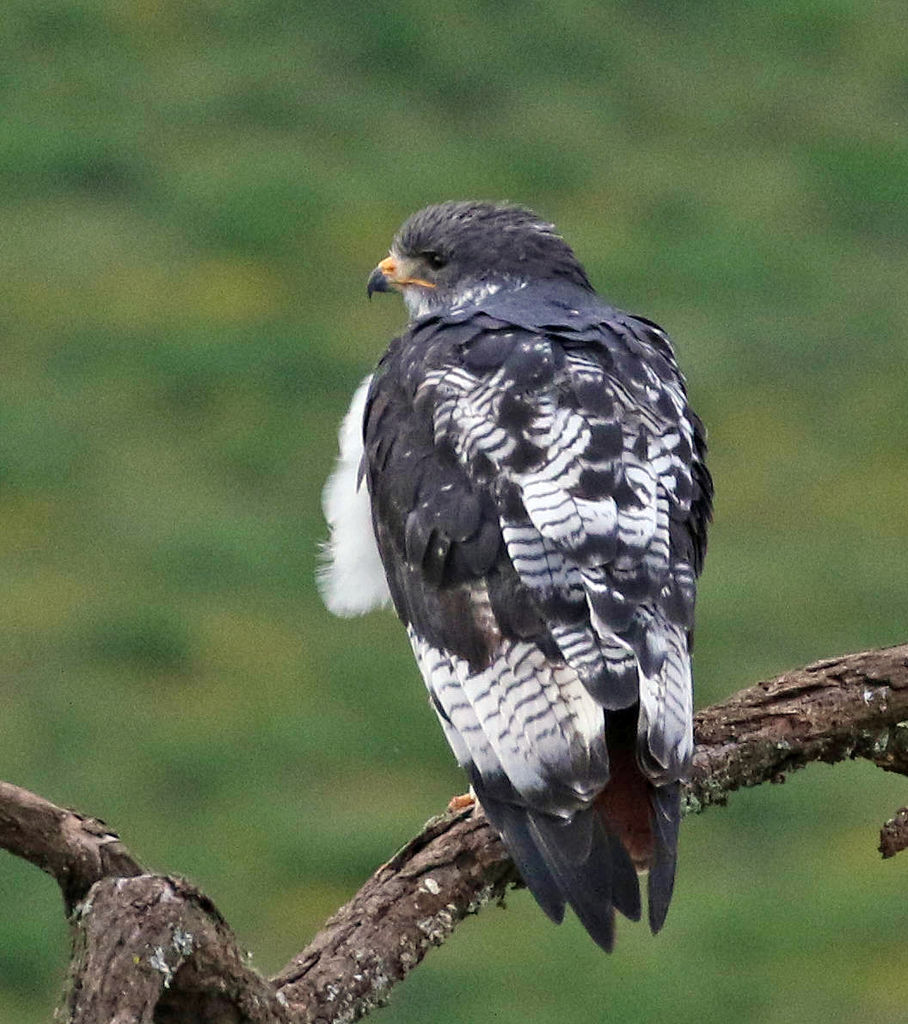 Augur Buzzard