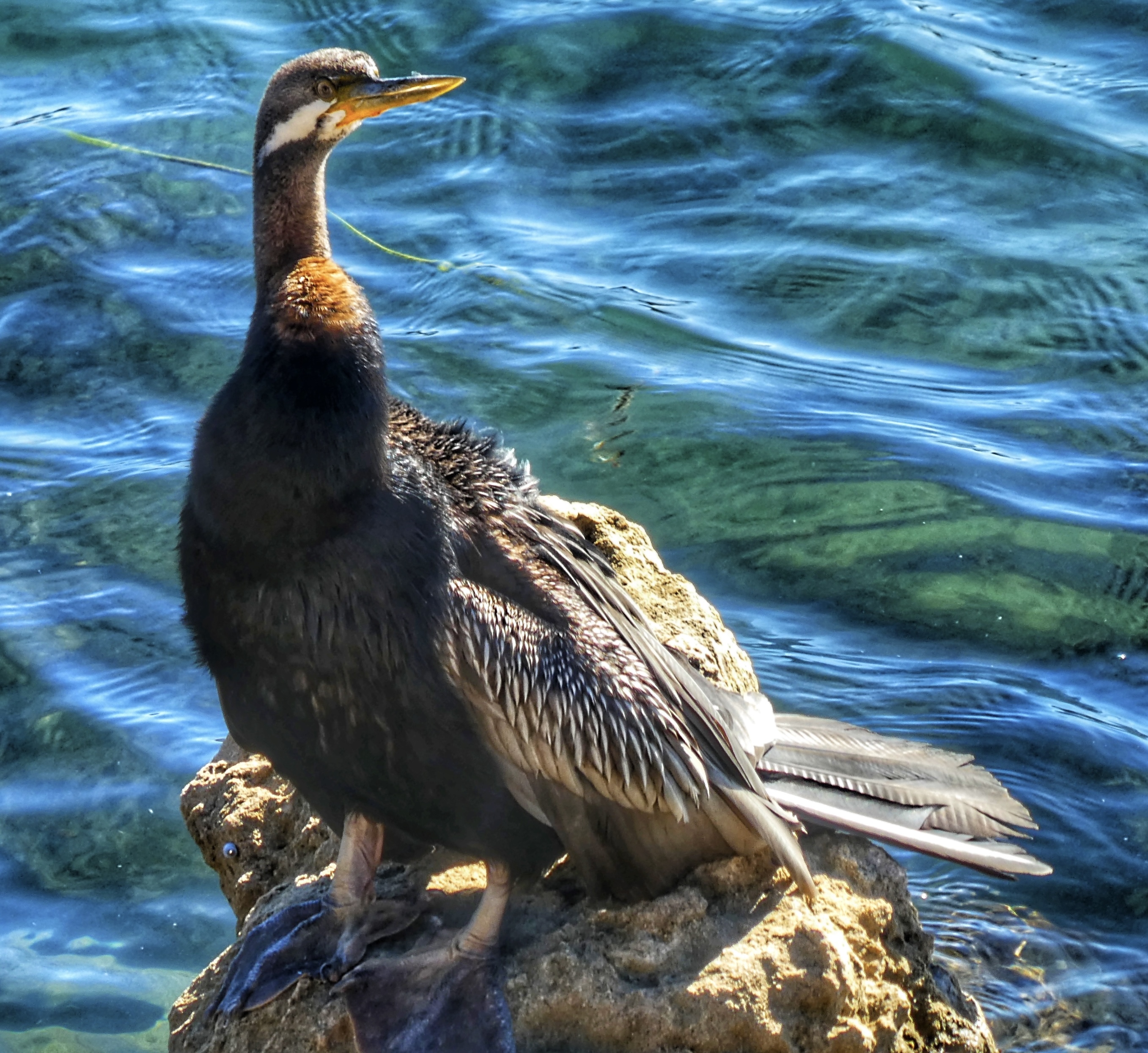 Australasian Darter