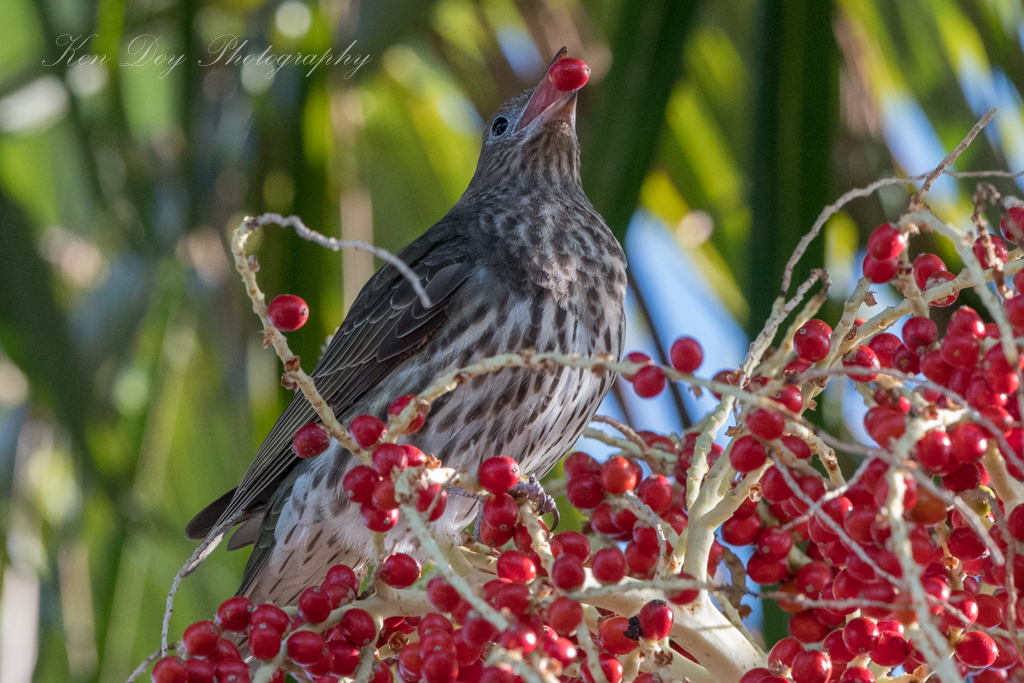 Australasian Figbird ( Fem )