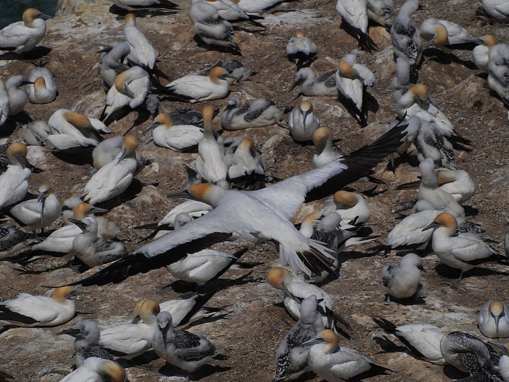 Australasian Gannet