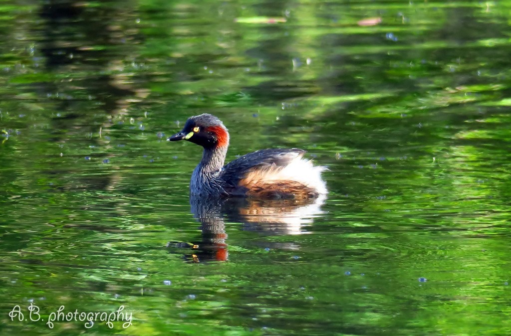 Australasian Grebe