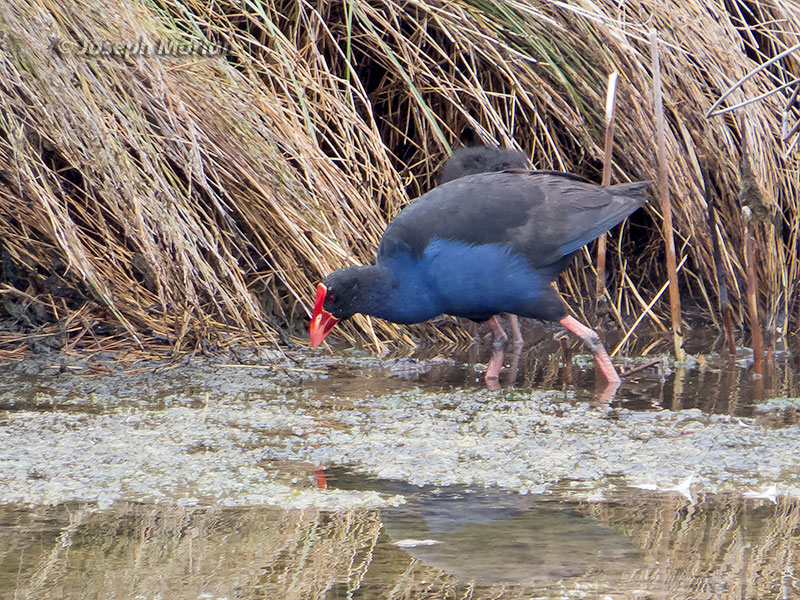 Australasian Swamphen