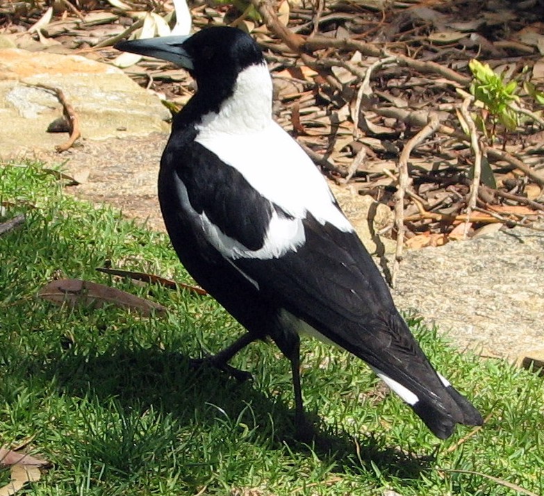 Australian Magpie