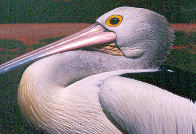 Australian Pelican in Monkey Mia, Australia