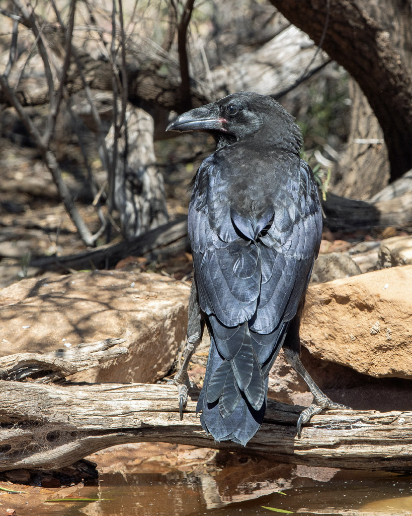 Australian Raven (imm)