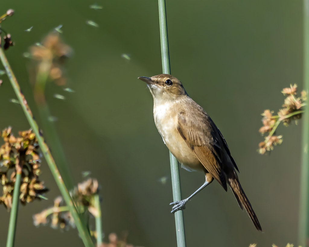 Australian Reed-Warbler