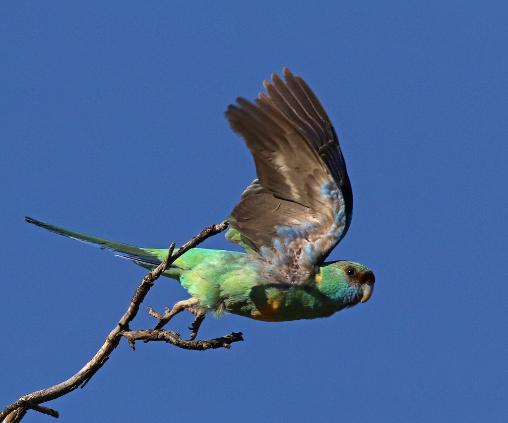 Australian Ringneck take-off