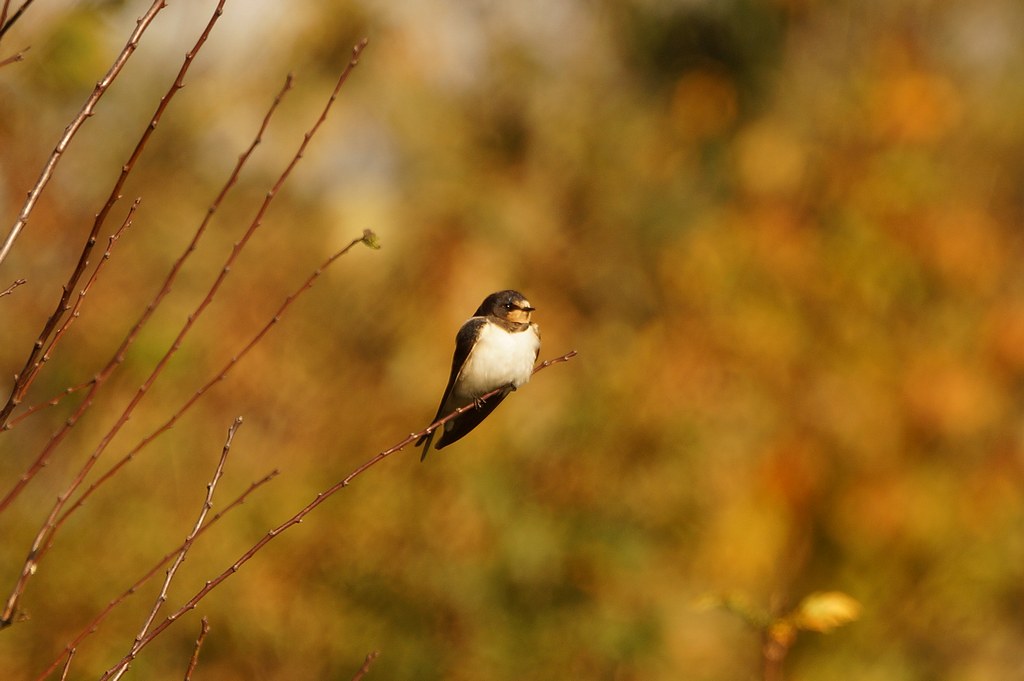 Autumn Swallow