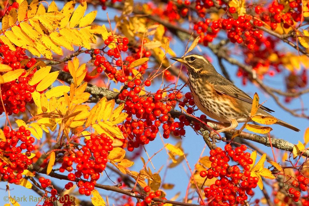 Autumnal Redwing