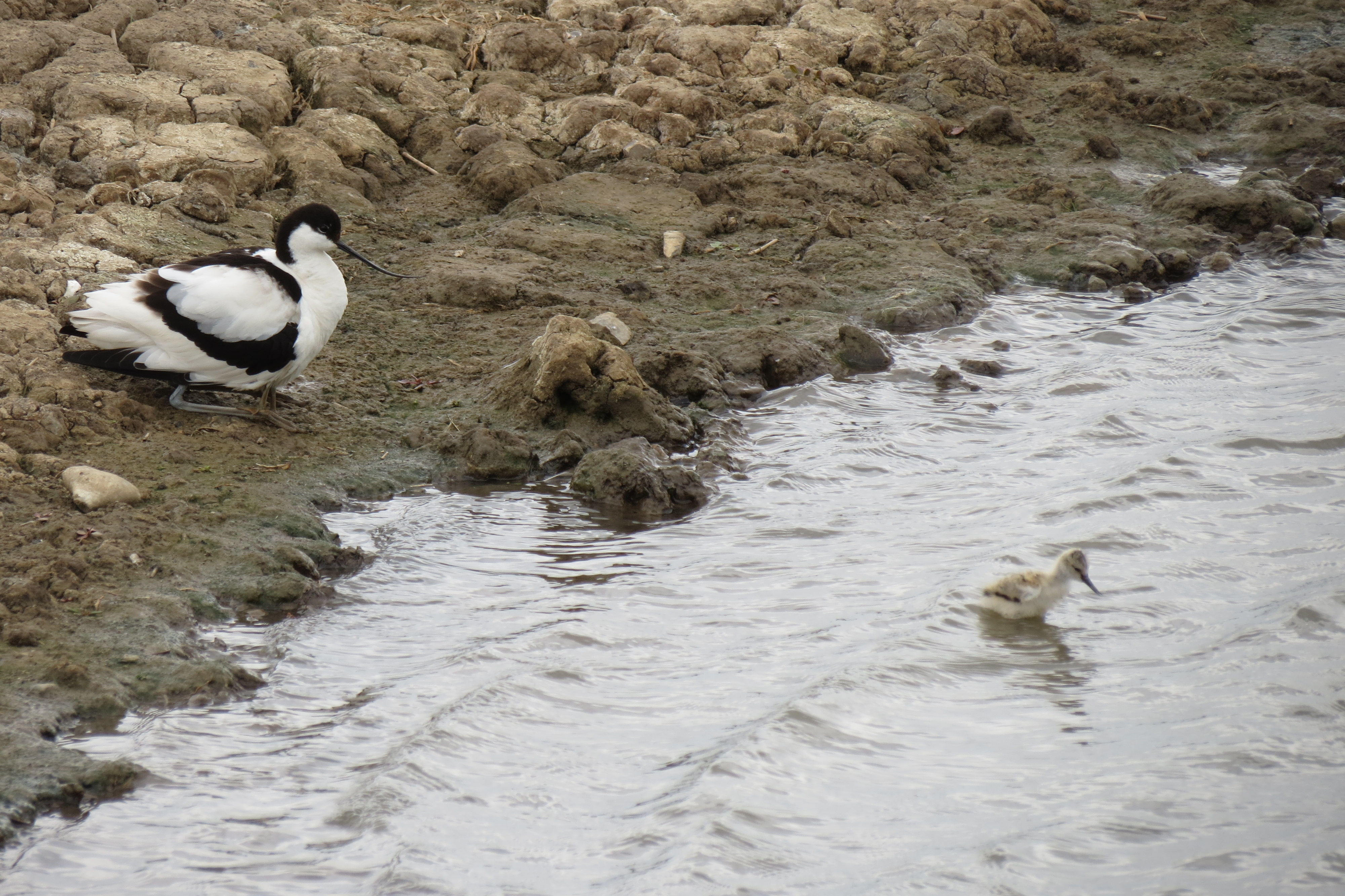 Avocet and baby