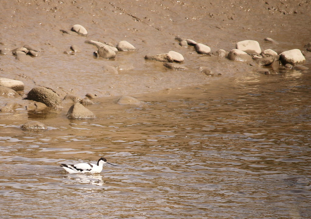 Avocet  at Condor Green