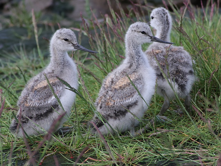 Avocet chicks - first ones breed in Cleveland in 200 years.