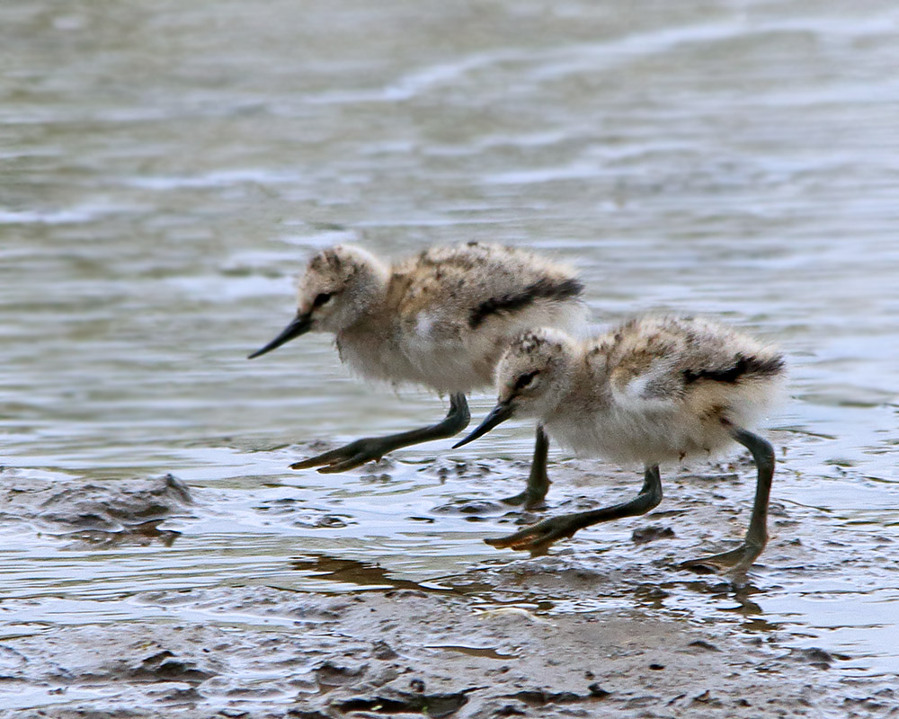 Avocet Chicks