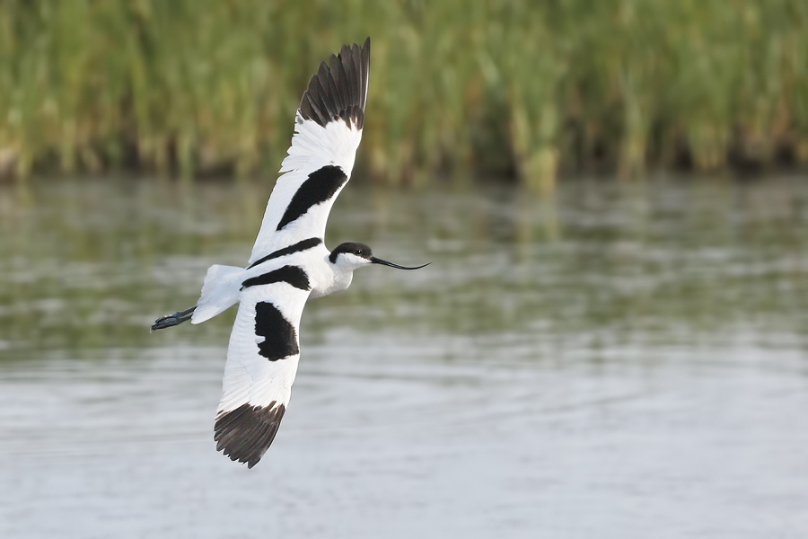 Avocet