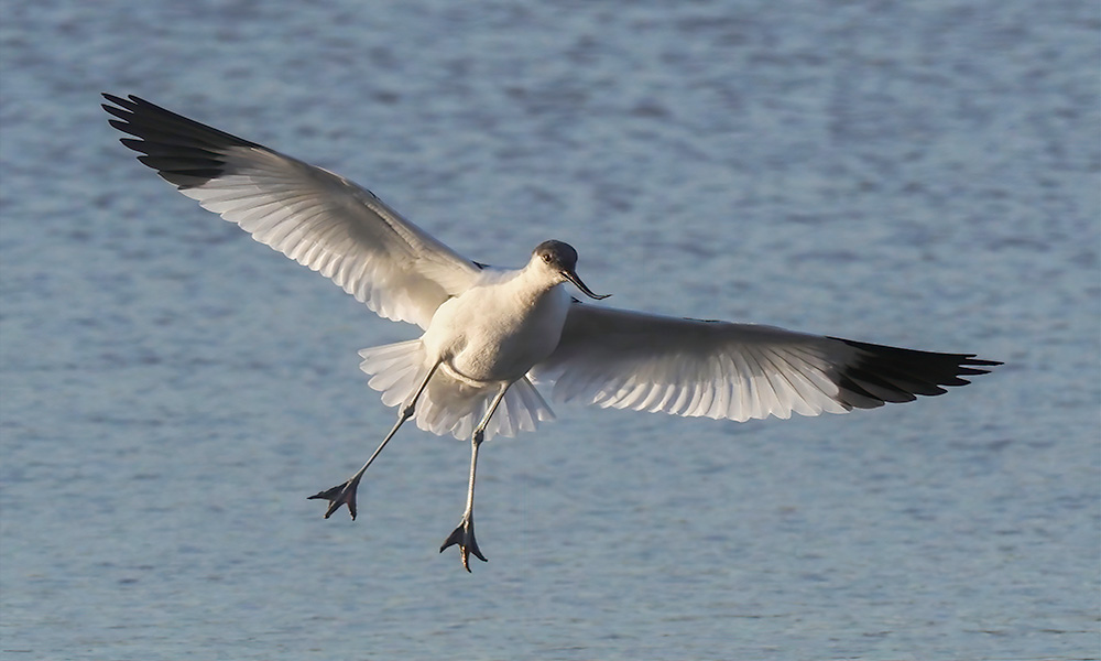 Avocet.