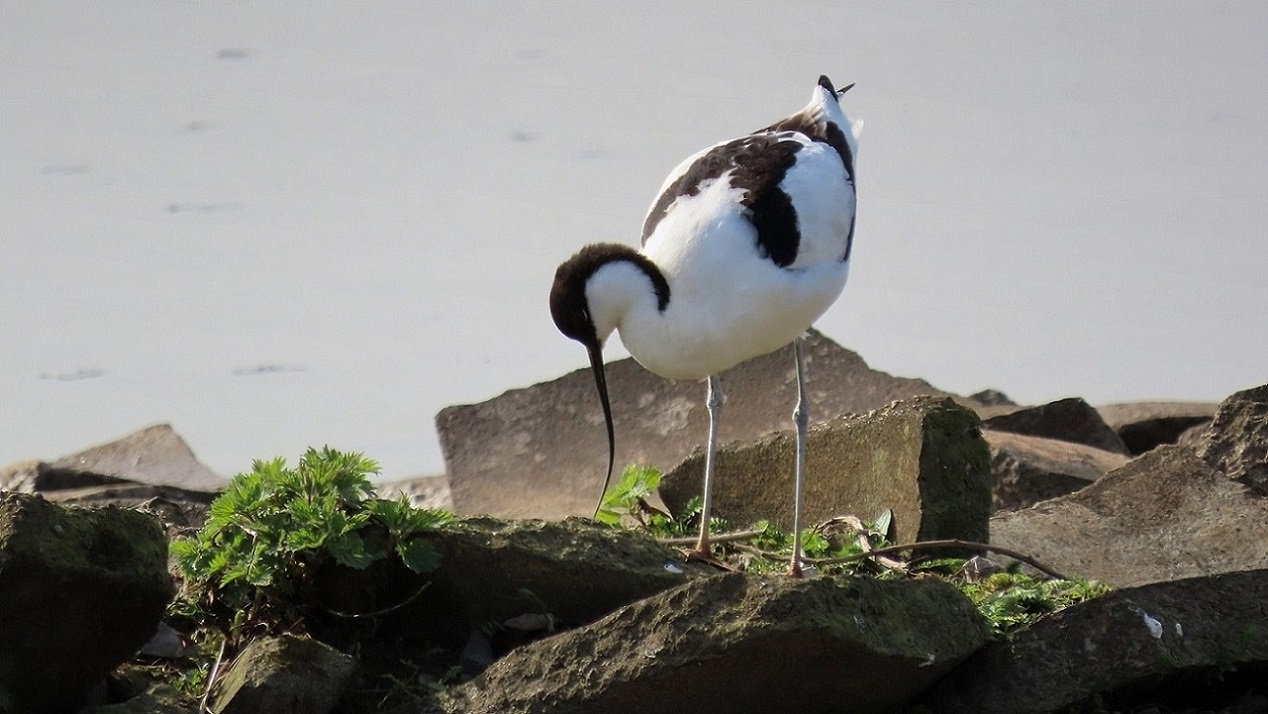 Avocet