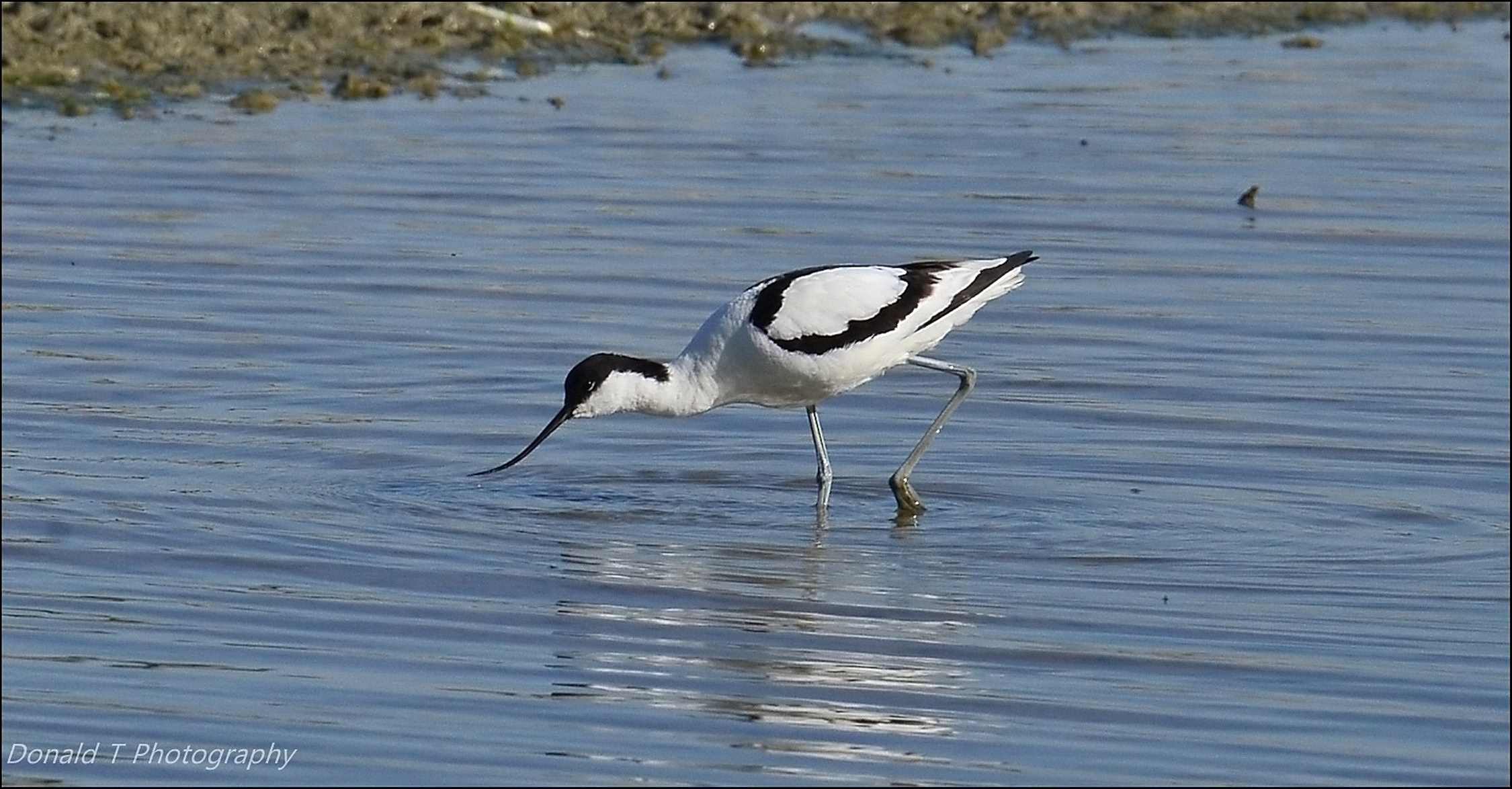 Avocet