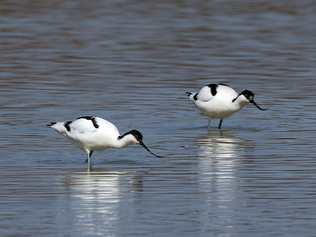 Avocet