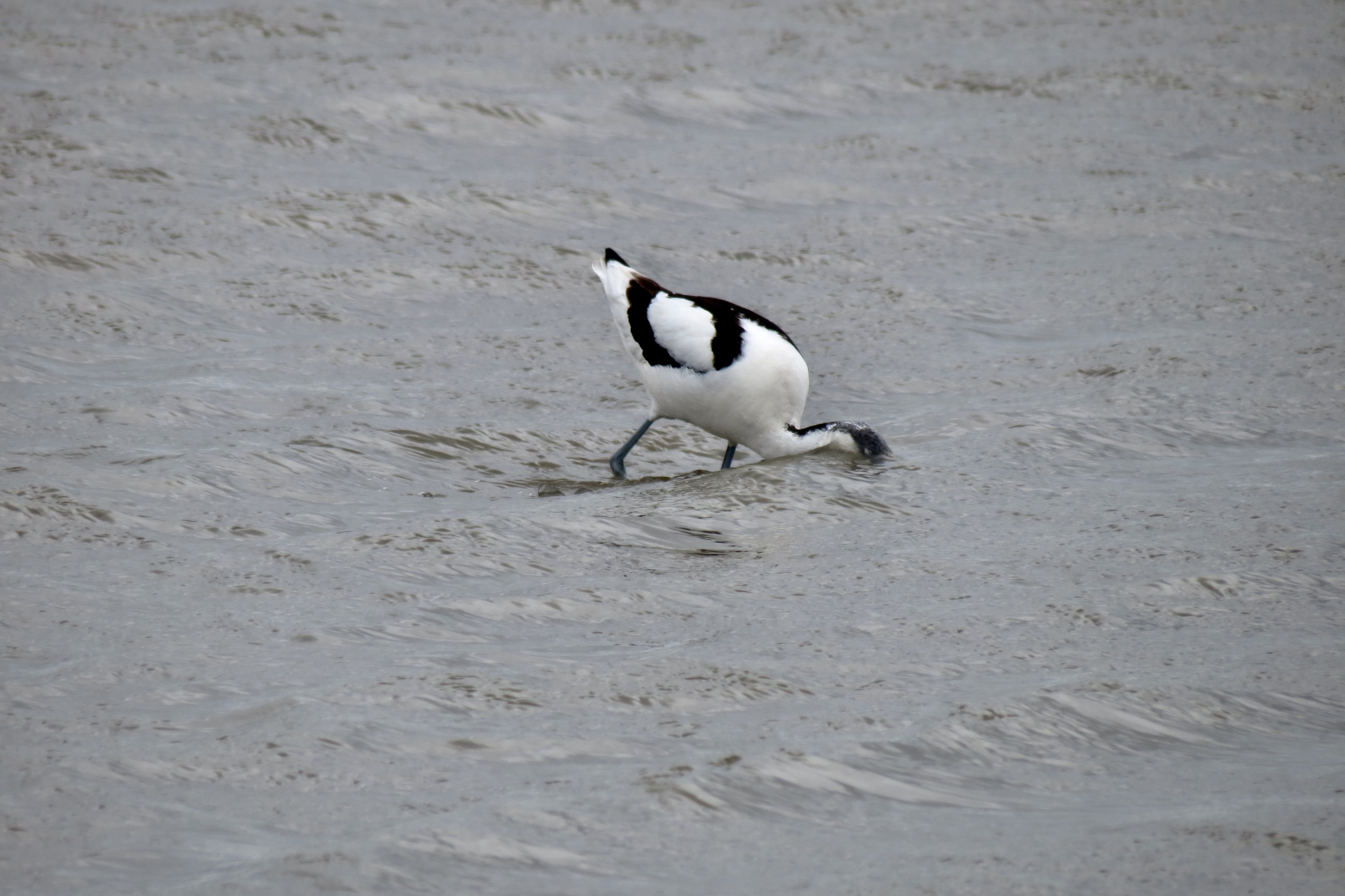 Avocet