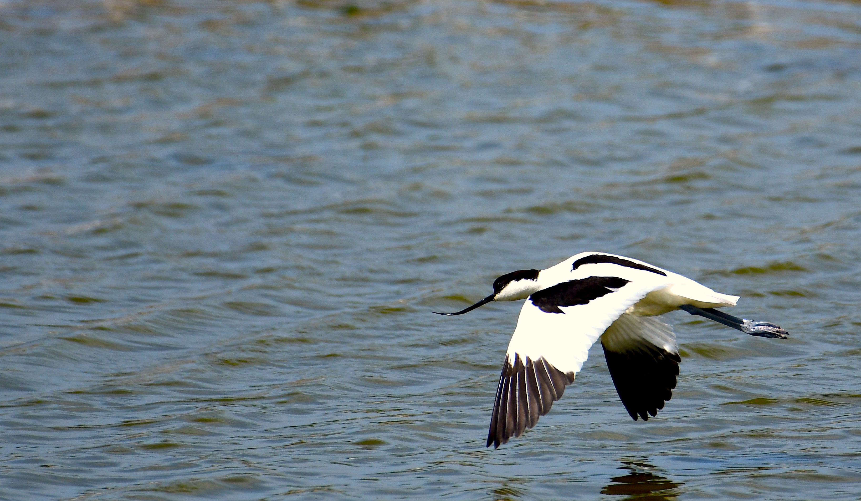 Avocetflight1.JPG