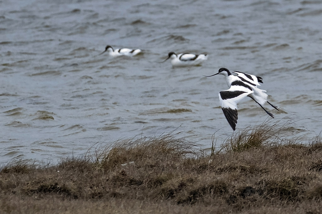 Avocets