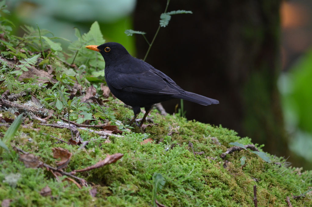 Azores Blackbird