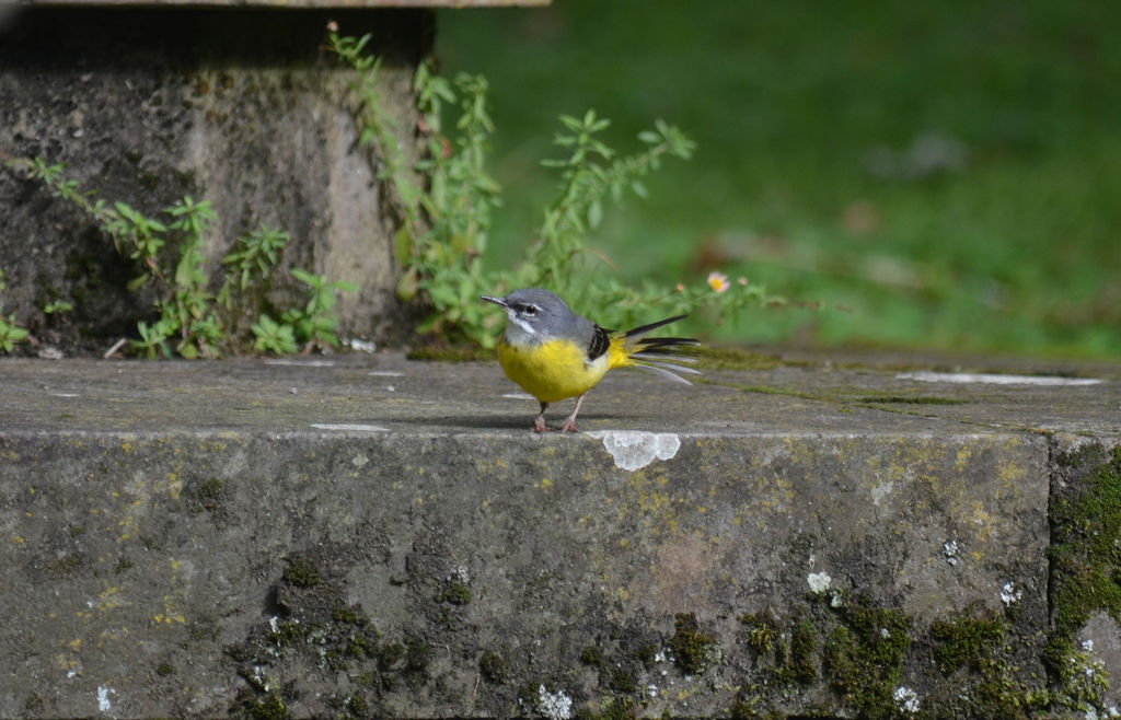 Azores Grey Wagtail