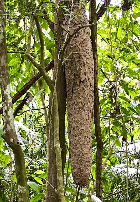 Aztec Ant Nest