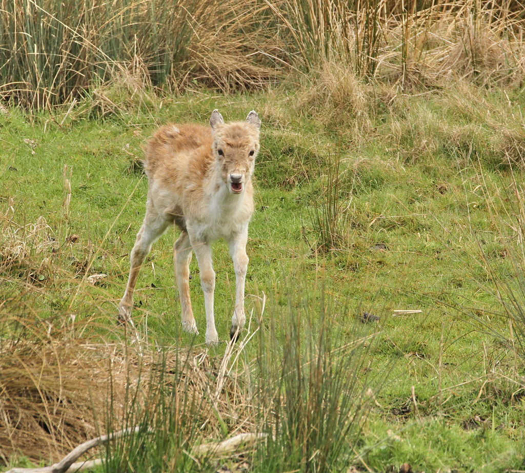 Baby fallow deer