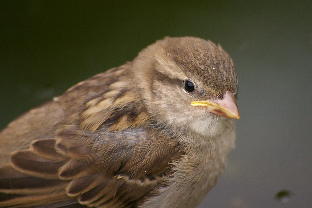 Baby House Sparrow