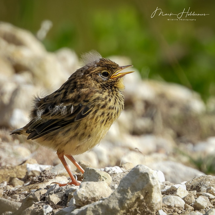 Baby Meadow Pipit