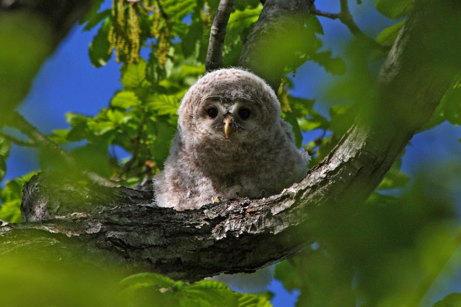 Baby on a branch