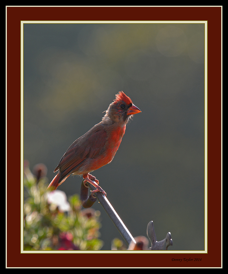 Back lit Cardinal