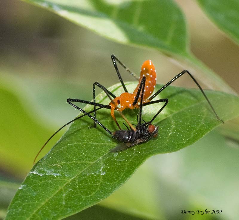 Back yard Critter