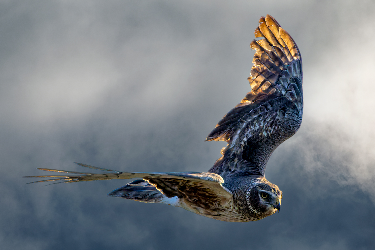 Backlit Northern Harrier Closeup