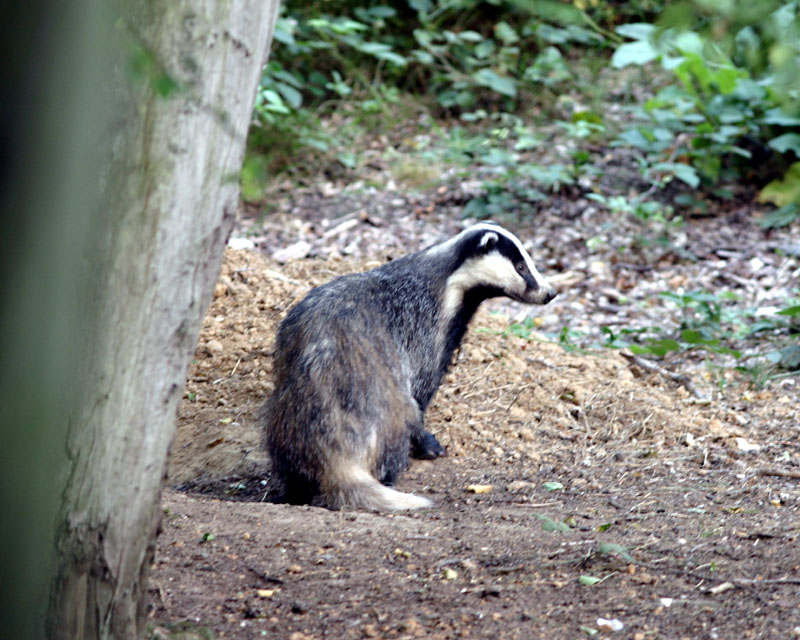 badger