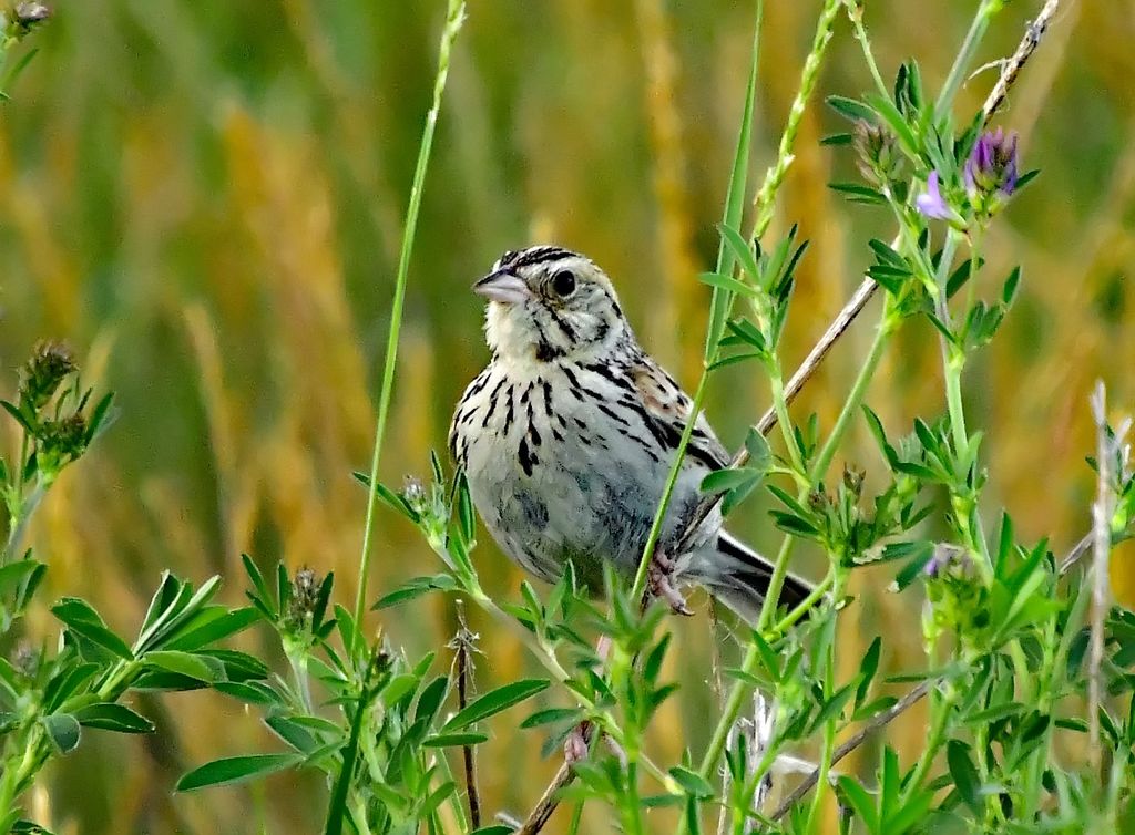 Baird's Sparrow