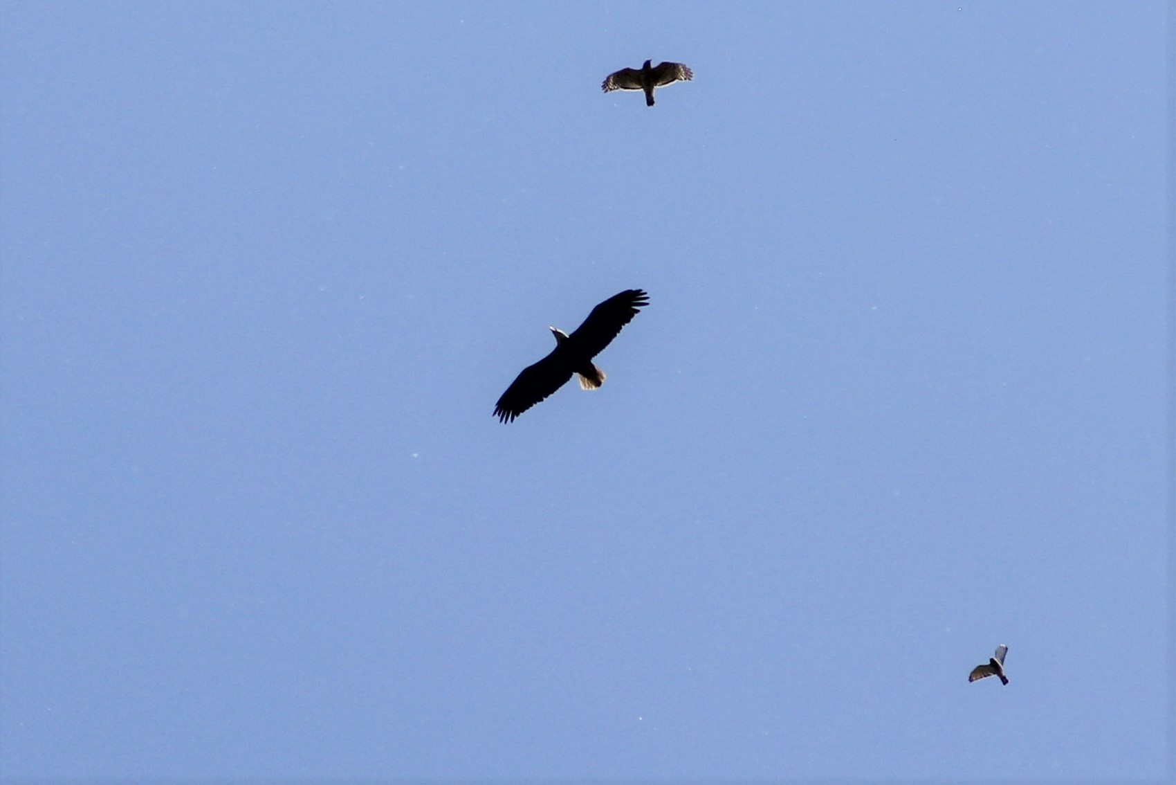 Bald Eagle fend off