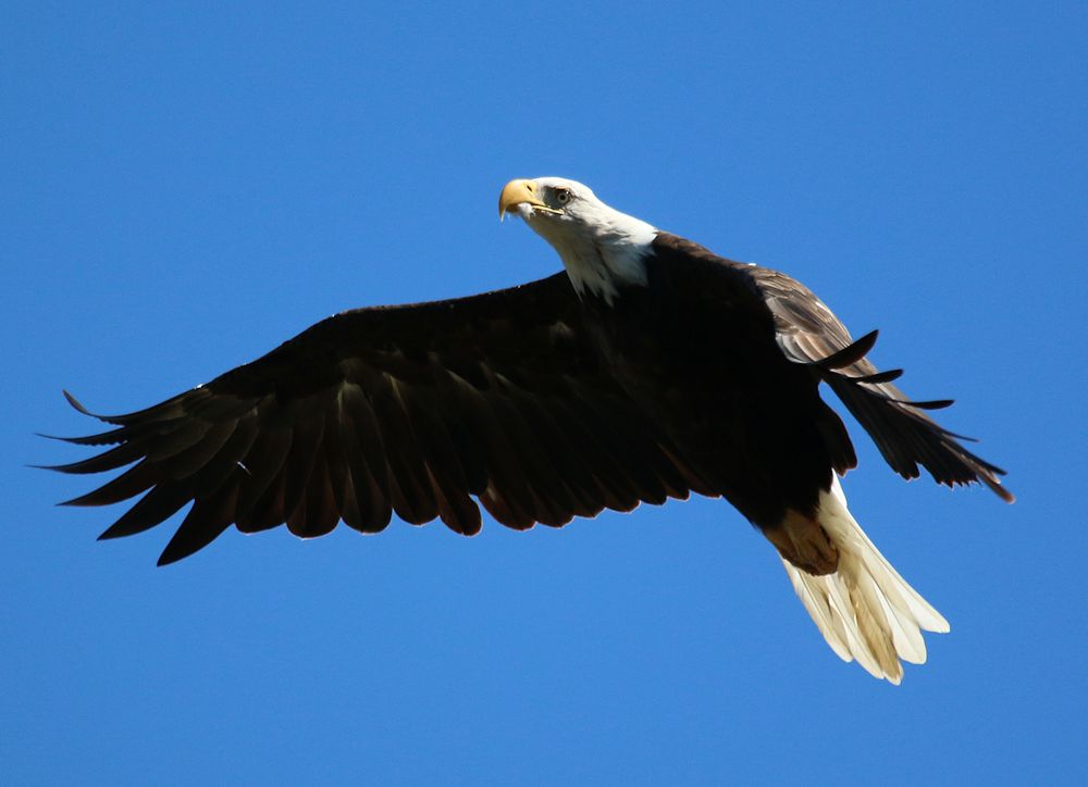 Bald Eagle in flight