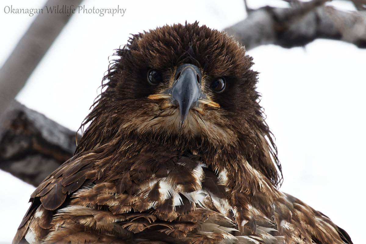 Bald Eagle juvenile