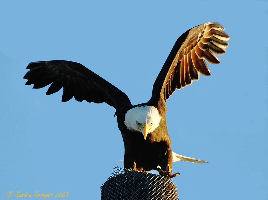 Bald Eagle