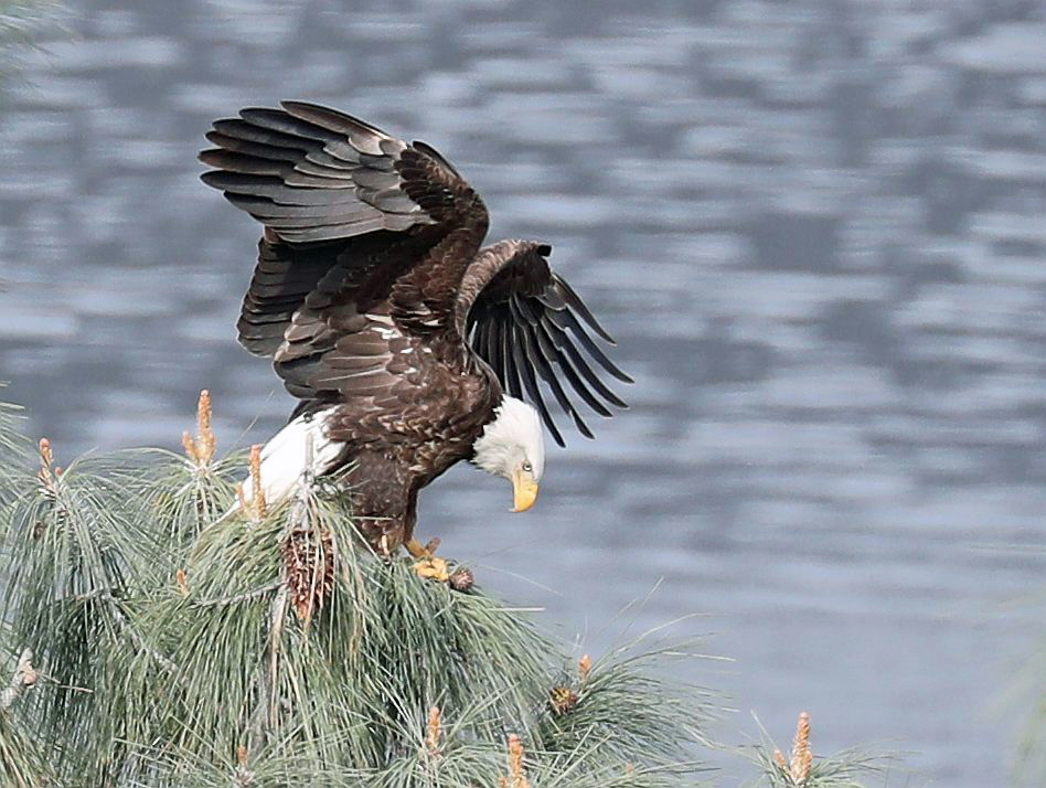 Bald Eagle